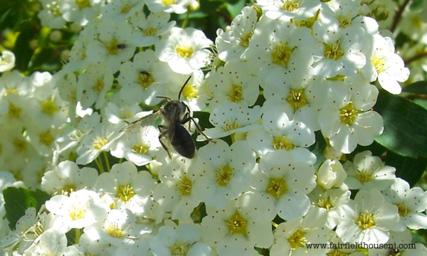 Viburnum and Honeybee