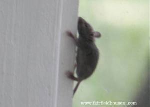 Climbing Mouse