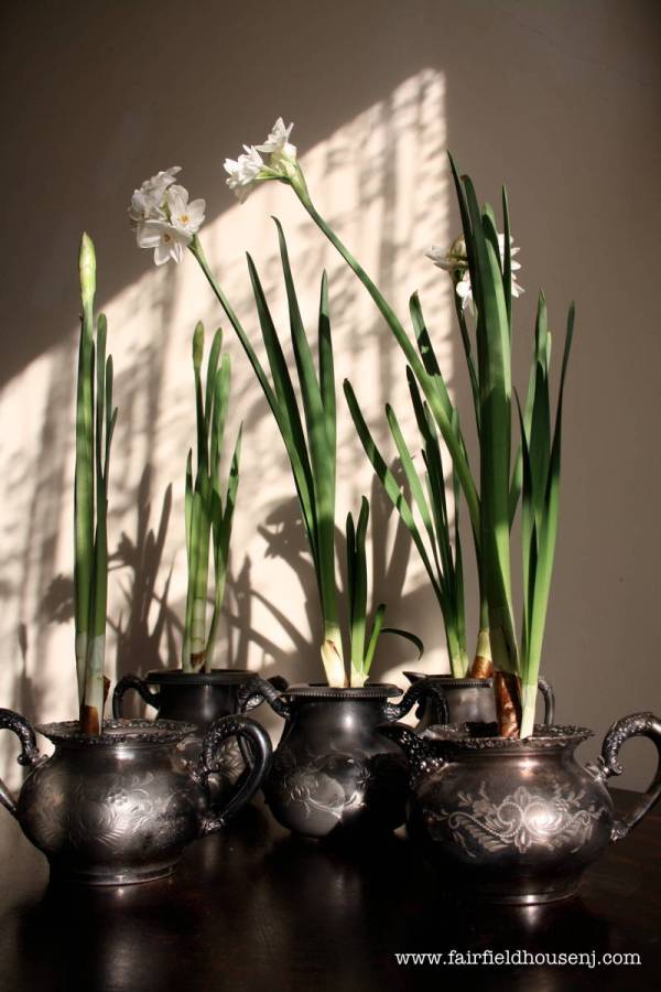 paperwhites on table